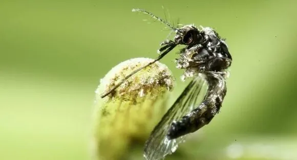 Researchers discover first case of Zika virus linked to paralysis