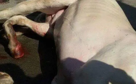 BJP MLA may face disciplinary action for horse assault 
