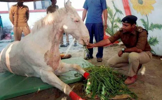 Shaktiman's leg amputated to save his life, BJP worker held