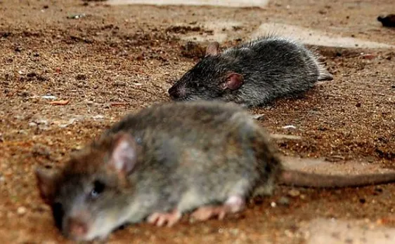 Dead rat in â€˜dalâ€™ supplied at a PDS outlet, Min admits in assembly