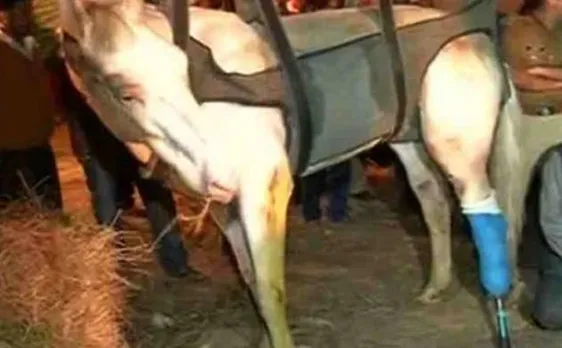 Open Letter from horse 'Shaktiman' to Politicians, sympathisers, ... and 'animals' who broke his leg