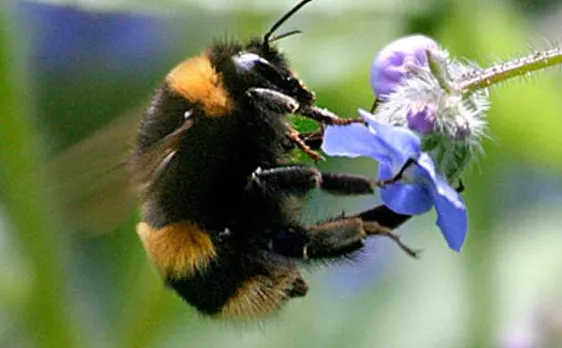 Bumblebees don't share knowledge with less qualified bees