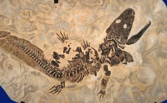 Many species of animals may disappear without leaving any fossil trace