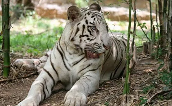 World's 1st 'White Tiger Safari' in MP thrown open for public