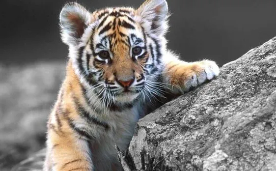 Global tiger population could double by 2022, say scientists