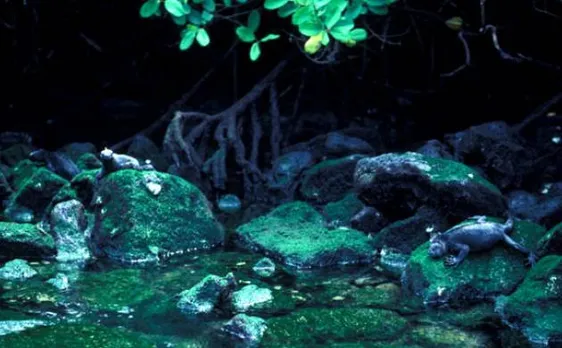 El Nino may drastically impact marine food source: NASA 