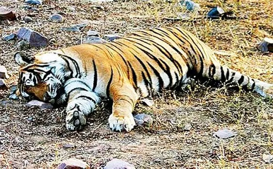 16 Tigers dead in Madhya Pradesh, says National Tiger Conservation Authority