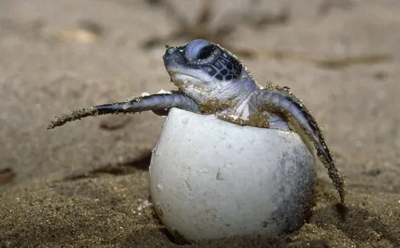 Climate Change impact: Olive Ridley turtles skip mass nesting due to rise in temperature
