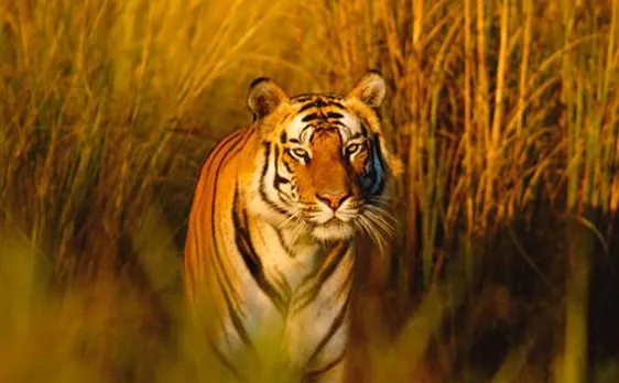 World tiger population records an unprecedented rise in 100 years