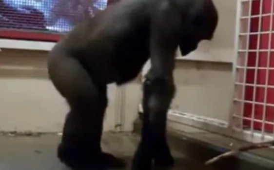 Video of a dancing gorilla in Twycross Zoo goes viral