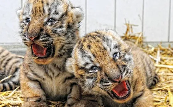 India home to 2500 endangered big cats, represents 70 per cent of global Tiger population