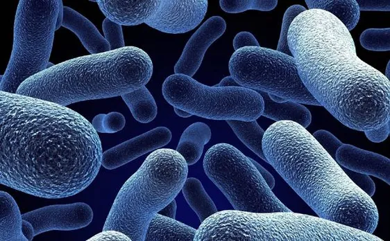Scientists create first bacteria-powered solar panel that produces electricity