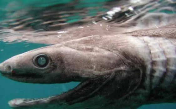 Scientists decode how deep sea creatures survived asteroid that wiped out dinosaurs
