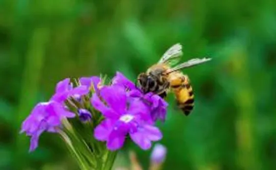 Bees are born with ability to collect pollen by buzzing