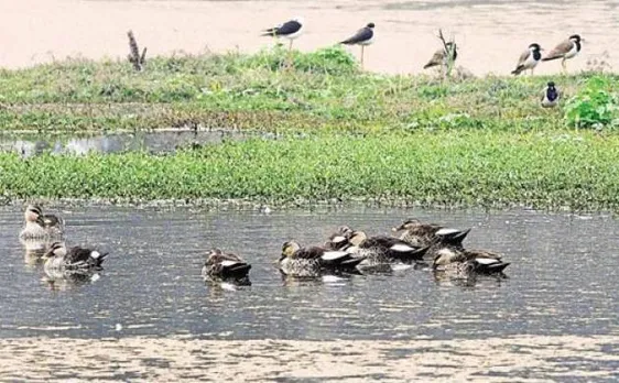 Time to go green! NGT asks states to submit list of wetlands