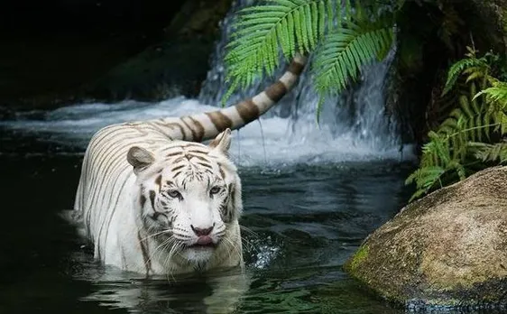 275 zones around wildlife sanctuaries in India declared eco-sensitive