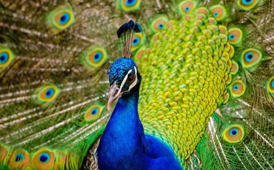 Male peacocks feather shaking influences mating behaviour
