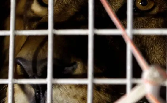 33 rescued lions arrive in South Africa in biggest airlift