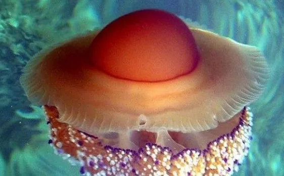 1 trillion species present on Earth, 99.999% still to be discovered