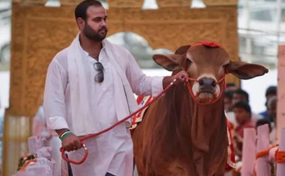 A ramp show in Haryana â€“ for cows and bulls!