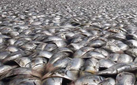 Mass fish deaths in Bengaluru lakes a wake-up call for authorities