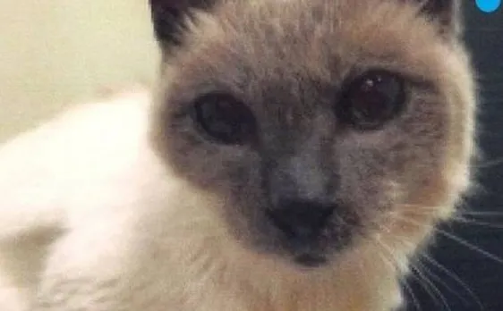  Scooter, briefly the worldâ€™s oldest living cat, dead at 30