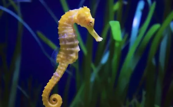 Wildlife SOS urges online retailer Amazon to immediately stop sale of animal specimens on its website