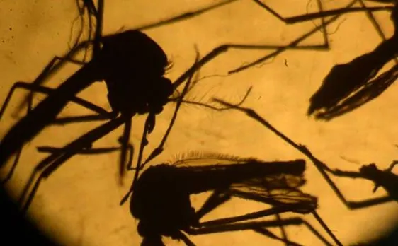 Scientists genetically develop worldâ€™s first Zika virus clone