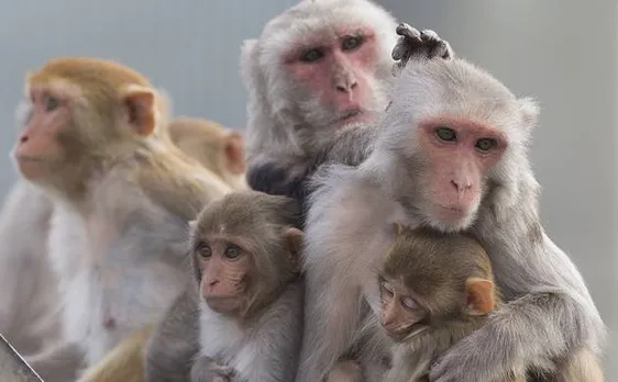 Follow that gaze: Evolutionary science says monkeys and humans share same staring behaviour