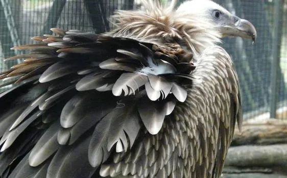 Partially blind, rare Himalayan Griffon vulture rescued from Kashmir; released in Dachigam National Park