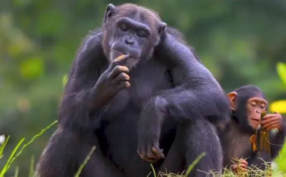 Study finds great apes communicate cooperatively, like humans