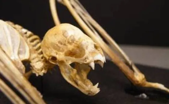 Scientists find fossils of tiny vampires that lived 740 million years ago