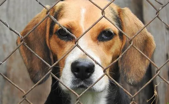 Beagles rescued by CUPA: 42 out of 156 caged lab dogs released