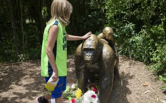 Vigil planned at Cincinnati Zoo in tribute to slain gorilla