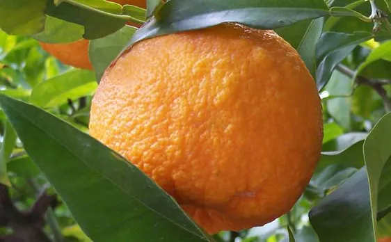 Rare species of wild orange found in Manipur