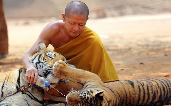 Thailand's popular Tiger Temple to shut down soon