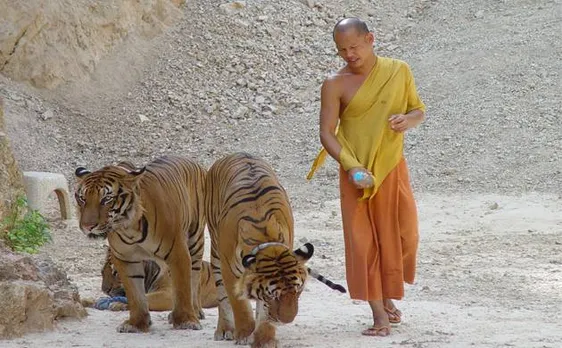Thai tiger temple row: Monk caught fleeing with skins, fangs