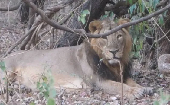Gir National Park to remain closed during monsoon