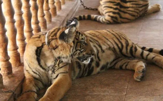 Thai tiger temple row: police find tiger slaughterhouse in temple probe