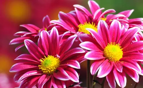 Global climate change has negative effect, flowers losing their diverse fragrances