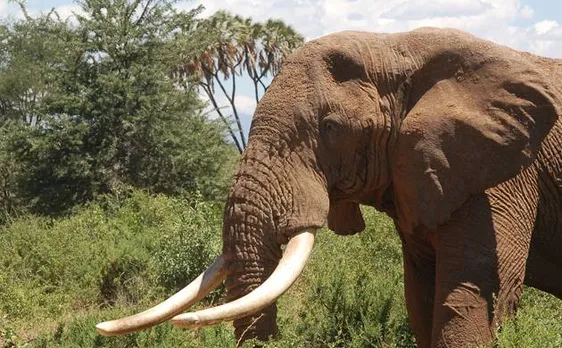 Large marine and terrestrial species on the verge of extinction: Study