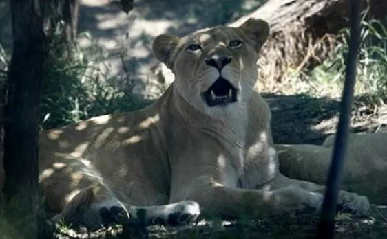 Don't take selfie with lions: Gujarat forest dept tells tourists