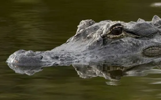 Alligator snatches two year old child at Florida Disney resort