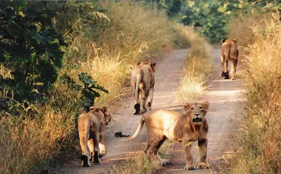 3 of 17 lions captured near Gir found to be 'man-eaters'