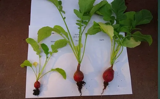 Radishes, peas and tomatoes among 10 vegetables grown on Mars soil, found safe to eat