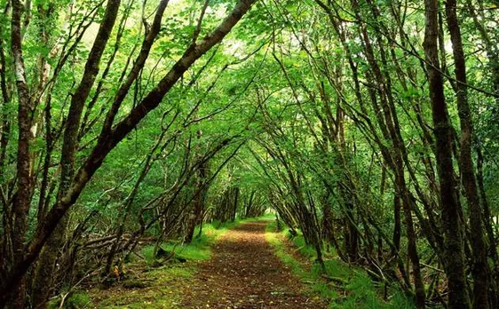 Draft Forest Policy withdrawn, clarifies Government