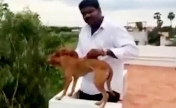 Dog thrown off from rooftop in Chennai, survives; medicos released on bail