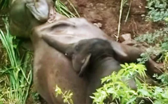 Video of baby elephant trying to wake dead mother up will leave you in tears