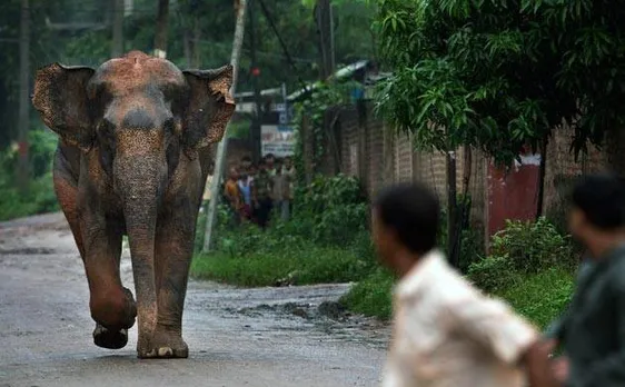 Wild elephants killed 108 people in West Bengal in 2015-16, says Forest Department