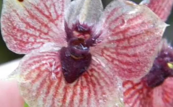 Orchid or demon? Scientists discover New orchids species resembling devil's head